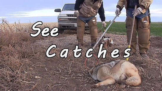 Trapping Coyotes in Agriculture Trailer